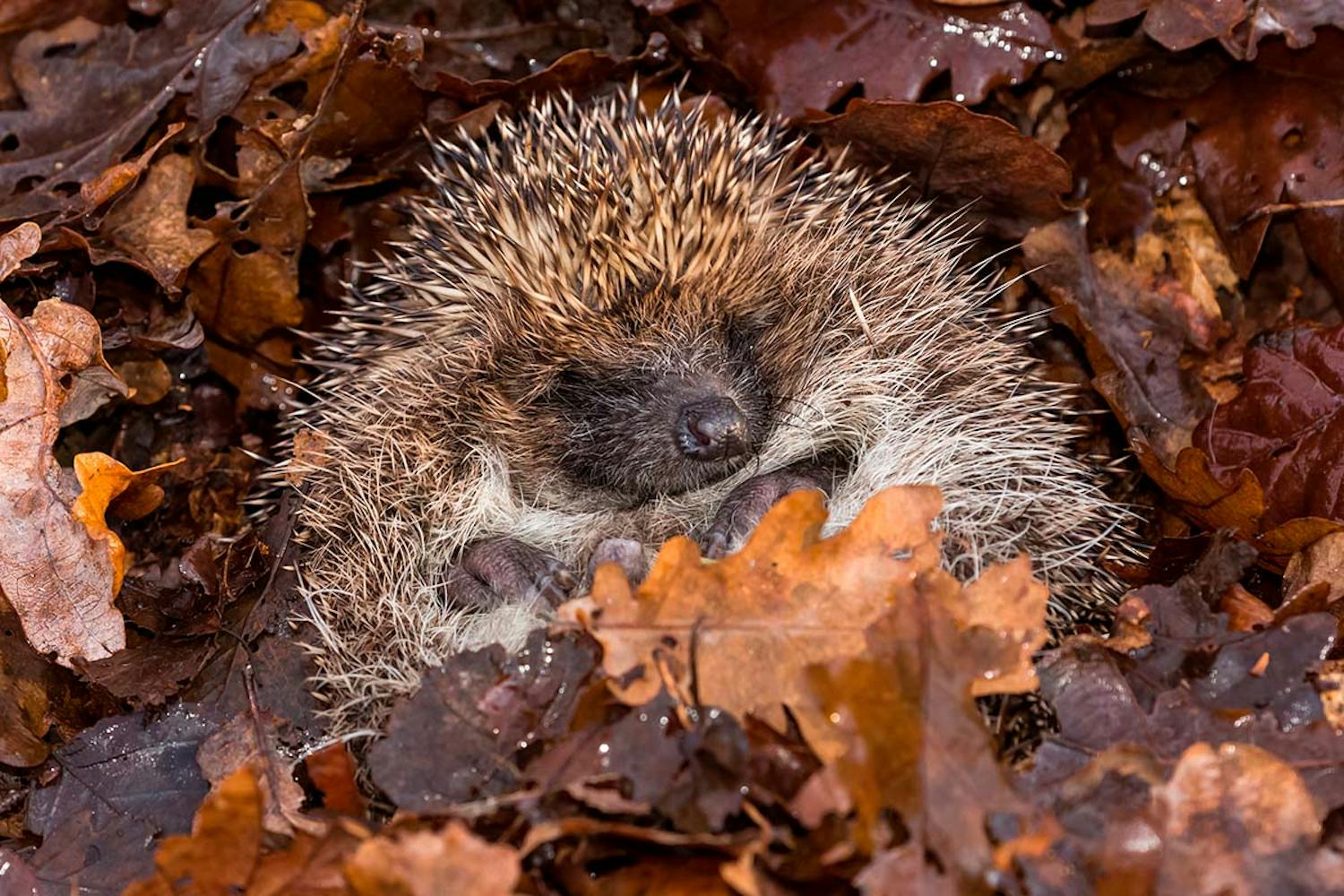 Pindsvin i hi Pindsvin i haven i vinterhi